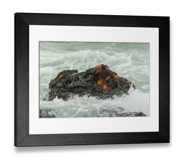Framed Print : Ecuador, Galapagos National Park. Sally lightfoot crabs on beach rock. Credit as Framed Print : Ecuador, Galapagos National Park. Sally lightfoot crabs on beach rock. Credit as
