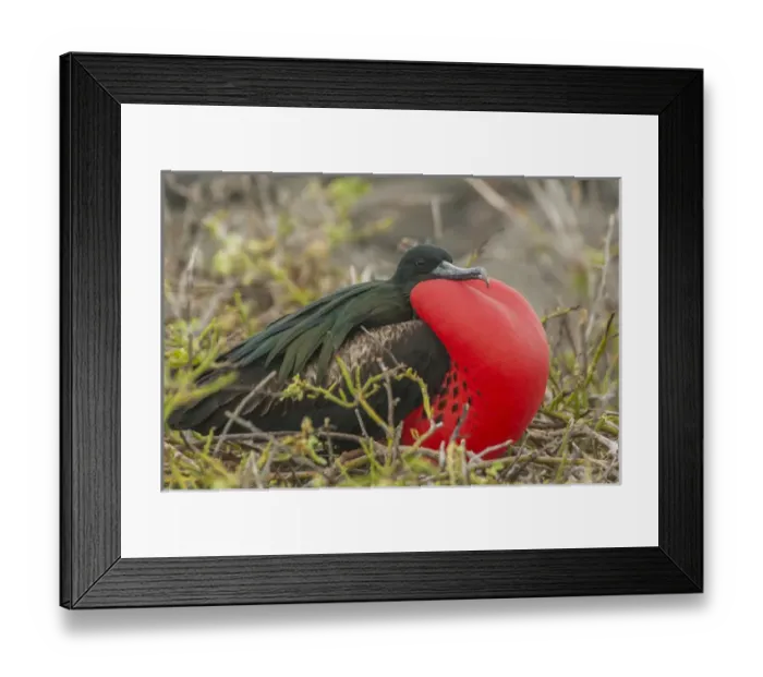 Framed Print : Ecuador, Galapagos National Park. Male great frigatebird displaying Framed Print : Ecuador, Galapagos National Park. Male great frigatebird displaying