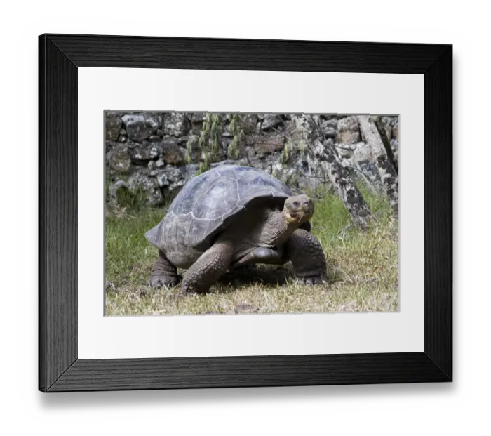 Framed Print : Giant Tortoise in highlands of Floreana Island, Galapagos Islands Framed Print : Giant Tortoise in highlands of Floreana Island, Galapagos Islands