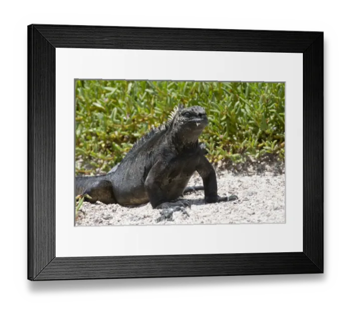 Framed Print : Galapagos Marine Iguana, west coast of San Cristobal Island, Galapagos Islands