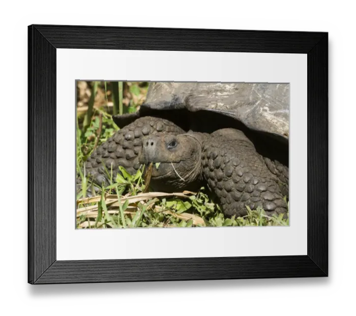 Framed Print : Giant Tortoise at El Rancho Manzanillo (Giant Tortoise Reserve), highlands of Santa Cruz Island Framed Print : Giant Tortoise at El Rancho Manzanillo (Giant Tortoise Reserve), highlands of Santa Cruz Island