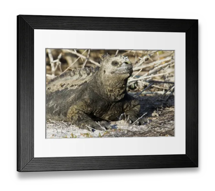 Framed Print : Galapagos Marine Iguana, La Loberia, San Cristobal Island, Galapagos Islands Framed Print : Galapagos Marine Iguana, La Loberia, San Cristobal Island, Galapagos Islands