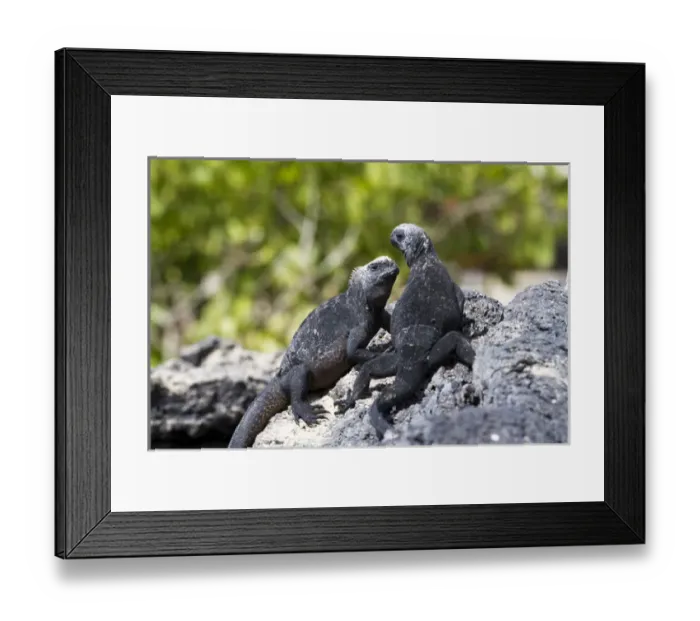 Framed Print : Galapagos marine iguanas on the beach, Isabela Island, Galapagos Islands Framed Print : Galapagos marine iguanas on the beach, Isabela Island, Galapagos Islands