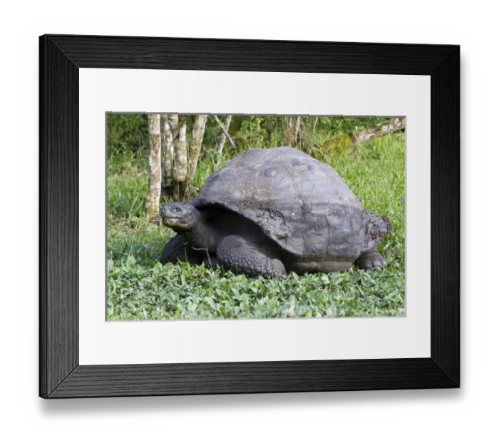 Framed Print : Giant Tortoise at El Rancho Manzanillo (Giant Tortoise Reserve), highlands of Santa Cruz Island Framed Print : Giant Tortoise at El Rancho Manzanillo (Giant Tortoise Reserve), highlands of Santa Cruz Island