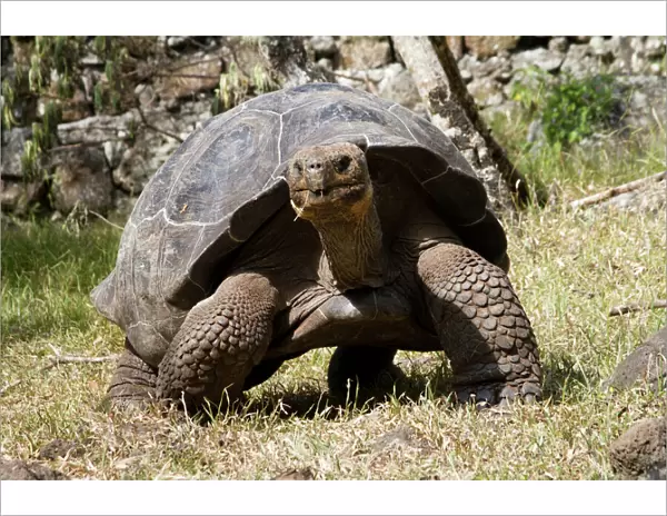 Giant Tortoise in highlands of Floreana Island, Galapagos Islands