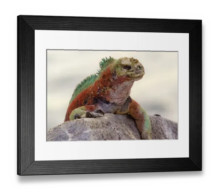 Framed Print : Galapagos. Marine iguana looks over a boulder Framed Print : Galapagos. Marine iguana looks over a boulder