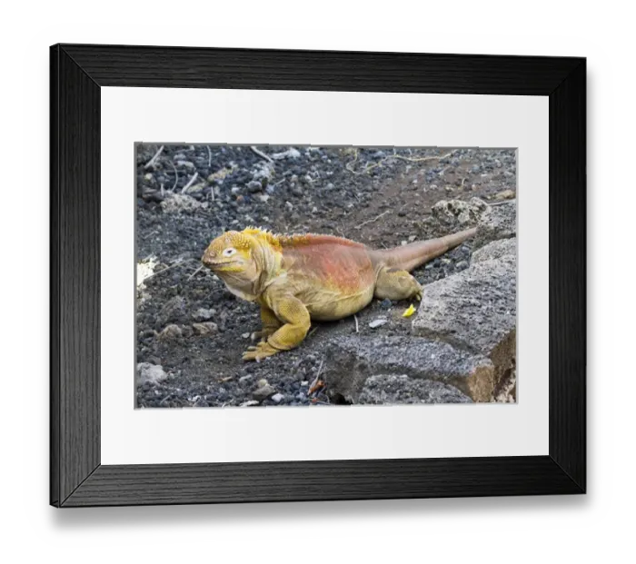 Framed Print : Land iguana at Darwin Center, Santa Cruz Island, Galapagos Islands