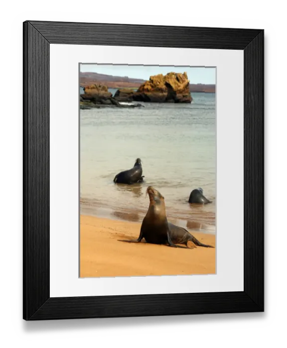 Framed Print : Three Galapagos Sea Lions play on the shore of Bartholomew Island. Ecuador, South America Framed Print : Three Galapagos Sea Lions play on the shore of Bartholomew Island. Ecuador, South America