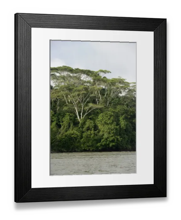 Framed Print : Ecuador, Orellana, Napo River. Tall jungle trees on the Rio Napo Framed Print : Ecuador, Orellana, Napo River. Tall jungle trees on the Rio Napo