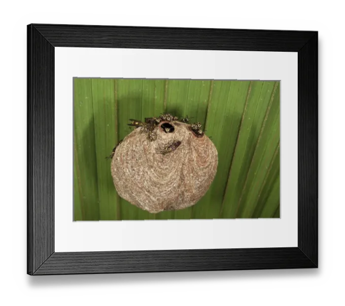 Framed Print : Aerial Yellowjackets at paper nest (Vespinae) (Hymenoptera) Yasuni National Park