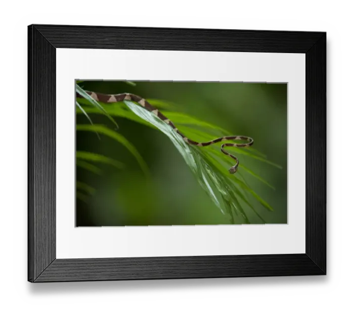 Framed Print : Blunthead Tree Snake (Imantodes cenchoa). Yasuni National Park, Amazon Rainforest Framed Print : Blunthead Tree Snake (Imantodes cenchoa). Yasuni National Park, Amazon Rainforest