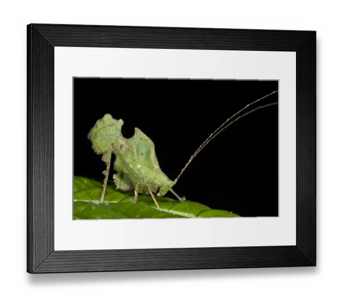 Framed Print : Bolivars Katydid (Typophyllum bolivari) Male, Yasuni National Park, Amazon Rainforest