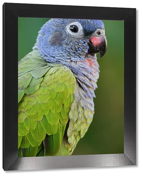 Blue-headed Parrot (Pionus menstruus), CAPTIVE, Amazon Rainforest, ECUADOR. South America