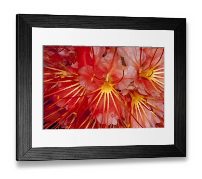 Framed Print : Brownea Flower (Brownea macrophylla), Yasuni National Park, Amazon Rainforest, ECUADOR Framed Print : Brownea Flower (Brownea macrophylla), Yasuni National Park, Amazon Rainforest, ECUADOR
