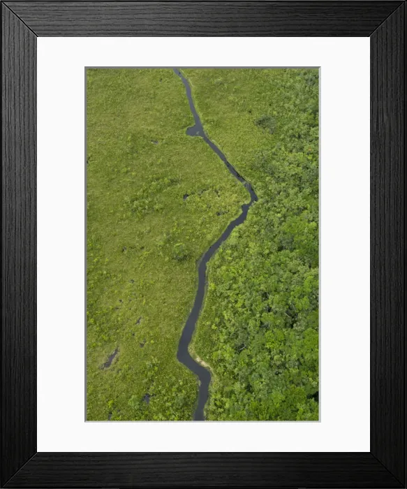 Framed Print : Blackwater swamp, Yasuni National Park, Amazon Rainforest, ECUADOR. South America Framed Print : Blackwater swamp, Yasuni National Park, Amazon Rainforest, ECUADOR. South America