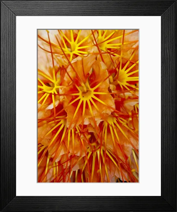 Framed Print : Brownea Flower (Brownea macrophylla), Yasuni National Park, Amazon Rainforest, ECUADOR Framed Print : Brownea Flower (Brownea macrophylla), Yasuni National Park, Amazon Rainforest, ECUADOR