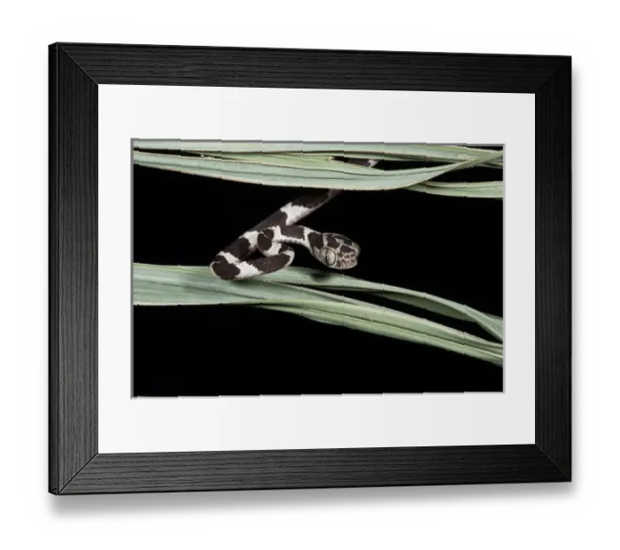 Framed Print : Cat-eyed Snake or Blunthead Tree Snake (Imantodes cenchoa) Juvenile, Yasuni National Park Framed Print : Cat-eyed Snake or Blunthead Tree Snake (Imantodes cenchoa) Juvenile, Yasuni National Park