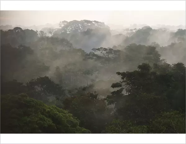 Canopy Scenic, Yasuni National Park, Amazon Rainforest, ECUADOR. South America