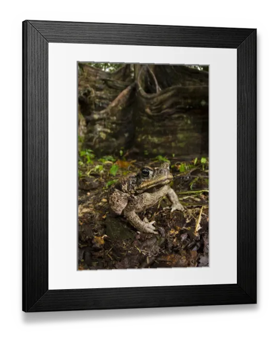 Framed Print : Cane Toad (Rhinella marina), Yasuni National Park, Amazon Rainforest, ECUADOR Framed Print : Cane Toad (Rhinella marina), Yasuni National Park, Amazon Rainforest, ECUADOR
