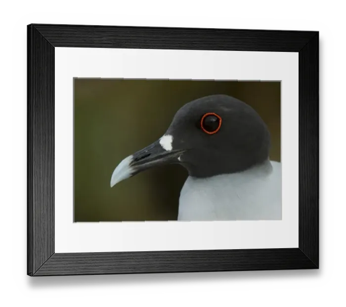 Framed Print : Swallow-tailed Gull (Larus furcatus) GALAPAGOS ISLANDS, Ecuador, South America Framed Print : Swallow-tailed Gull (Larus furcatus) GALAPAGOS ISLANDS, Ecuador, South America