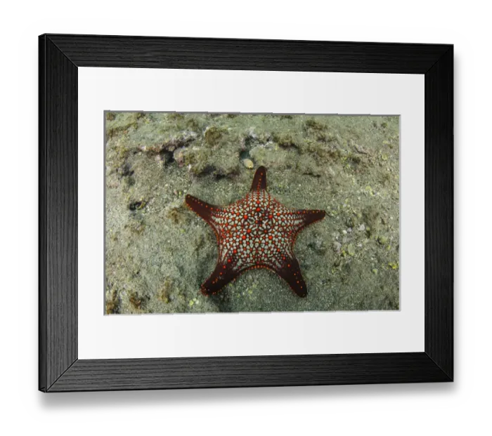 Framed Print : Panamic Cushion Star(Pentaceraster cummingi) GALAPAGOS ISLANDS, Ecuador, South Framed Print : Panamic Cushion Star(Pentaceraster cummingi) GALAPAGOS ISLANDS, Ecuador, South