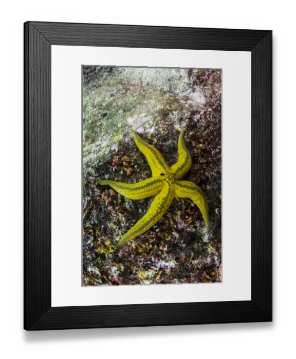 Framed Print : Tan Sea Star(Phataria unifascialis) GALAPAGOS ISLANDS, Ecuador, South America Framed Print : Tan Sea Star(Phataria unifascialis) GALAPAGOS ISLANDS, Ecuador, South America