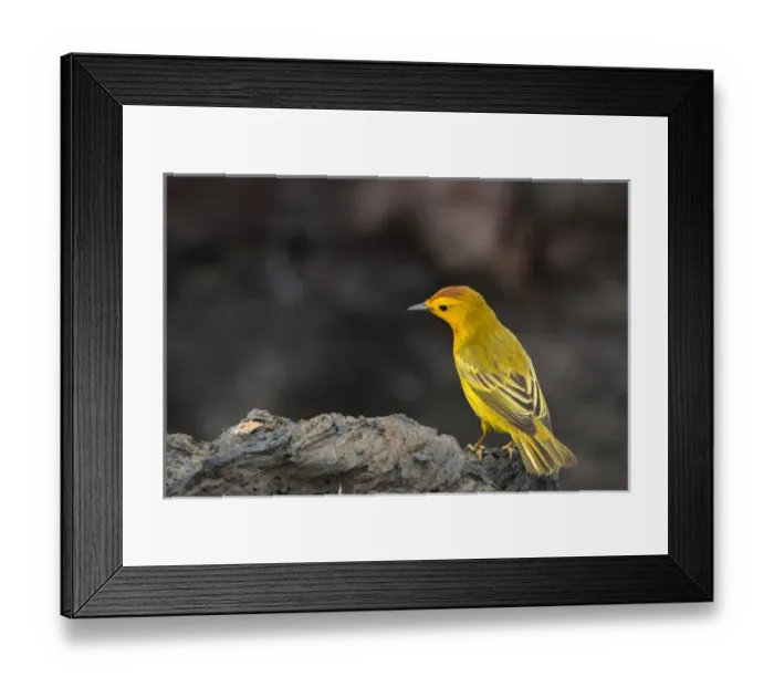 Framed Print : Yellow Warbler (Dendroica petechia aureola) GALAPAGOS ISLANDS, Ecuador, South Framed Print : Yellow Warbler (Dendroica petechia aureola) GALAPAGOS ISLANDS, Ecuador, South