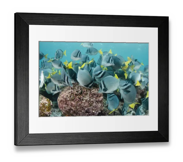 Framed Print : Yellowtailed Surgeonfish (Prionurus laticlavus) GALAPAGOS ISLANDS Framed Print : Yellowtailed Surgeonfish (Prionurus laticlavus) GALAPAGOS ISLANDS