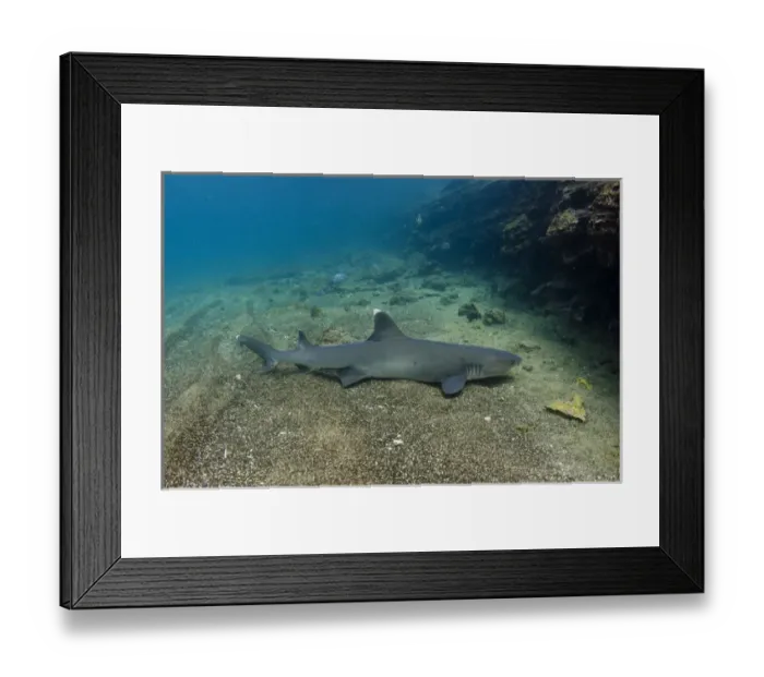 Framed Print : White-tipped Reef Shark (Triaenodon obesus) ECUADOR. South America Framed Print : White-tipped Reef Shark (Triaenodon obesus) ECUADOR. South America