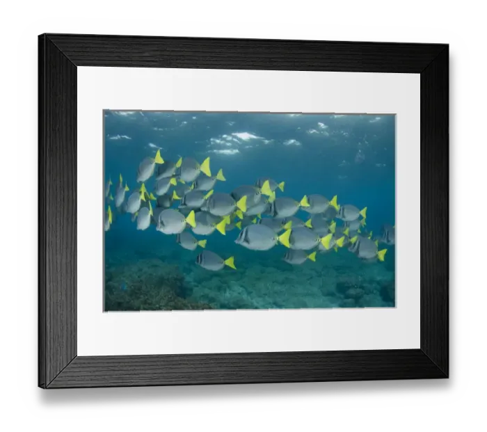 Framed Print : Yellowtailed Surgeonfish (Prionurus laticlavus) GALAPAGOS ISLANDS Framed Print : Yellowtailed Surgeonfish (Prionurus laticlavus) GALAPAGOS ISLANDS