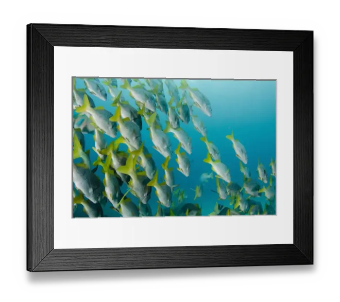 Framed Print : Yellowtail Grunt (Anisotremus interruptus) GALAPAGOS ISLANDS, Ecuador, South Framed Print : Yellowtail Grunt (Anisotremus interruptus) GALAPAGOS ISLANDS, Ecuador, South