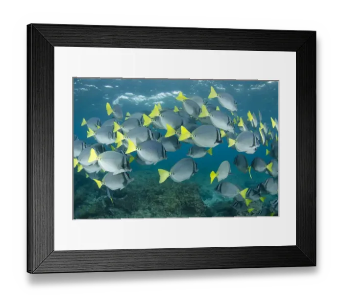 Framed Print : Yellowtailed Surgeonfish (Prionurus laticlavus) GALAPAGOS ISLANDS Framed Print : Yellowtailed Surgeonfish (Prionurus laticlavus) GALAPAGOS ISLANDS