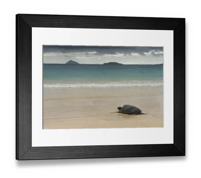 Framed Print : Galapagos Green Sea Turtle (Chelonia mydas agassizi) Nesting Female Floreana Island Framed Print : Galapagos Green Sea Turtle (Chelonia mydas agassizi) Nesting Female Floreana Island