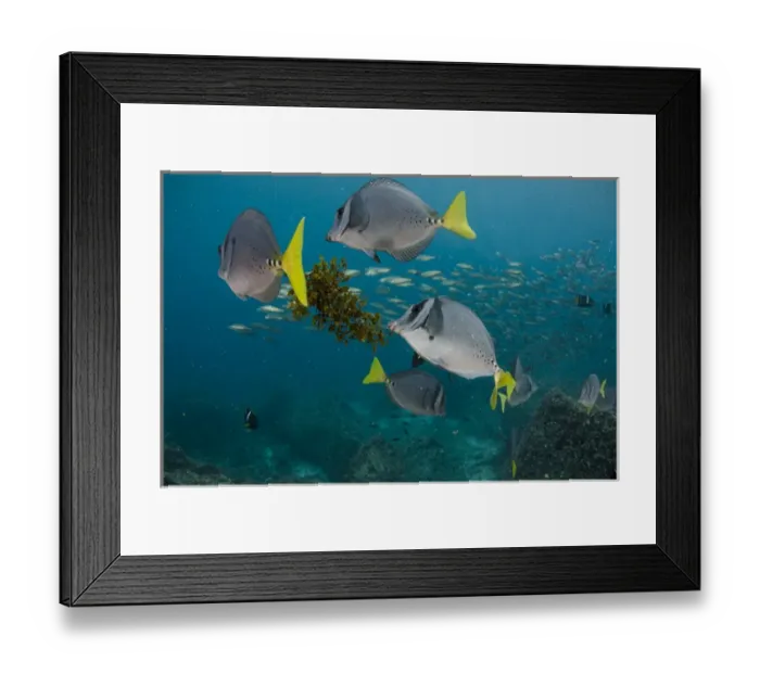 Framed Print : Yellowtailed Surgeonfish (Prionurus laticlavus) GALAPAGOS ISLANDS Framed Print : Yellowtailed Surgeonfish (Prionurus laticlavus) GALAPAGOS ISLANDS