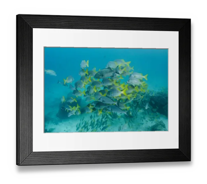 Framed Print : Yellowtail Grunt (Anisotremus interruptus) & Dog Snapper (Lutjanus novemfasciatus)