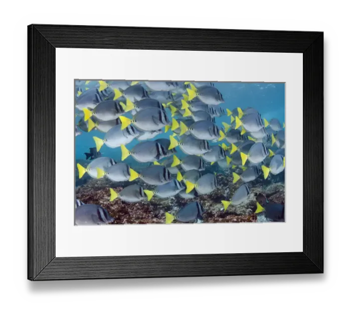 Framed Print : Yellowtailed Surgeonfish (Prionurus laticlavus) GALAPAGOS ISLANDS