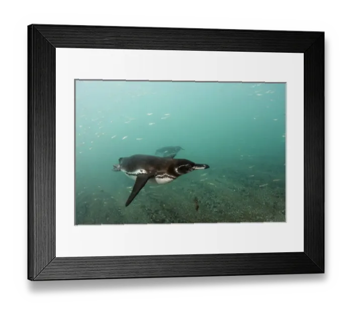 Framed Print : Galapagos Penguin (Spheniscus mendiculus) GALAPAGOS ISLANDS ECUADOR Framed Print : Galapagos Penguin (Spheniscus mendiculus) GALAPAGOS ISLANDS ECUADOR