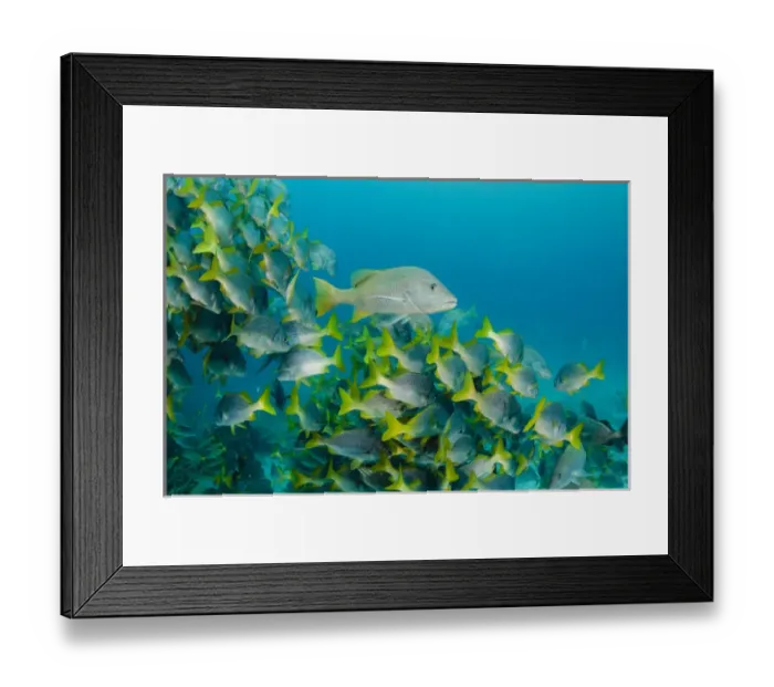 Framed Print : Yellowtail Grunt (Anisotremus interruptus) & Yellow Snapper (Lutjanus argentiventris) Framed Print : Yellowtail Grunt (Anisotremus interruptus) & Yellow Snapper (Lutjanus argentiventris)