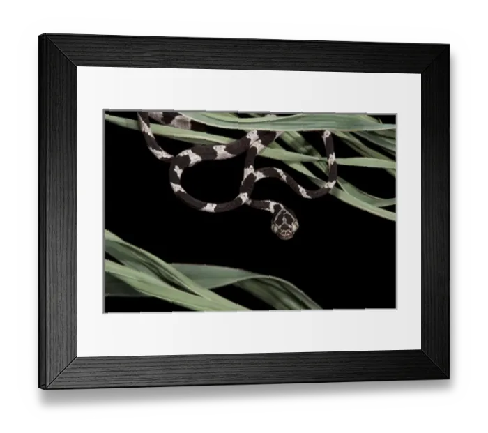 Framed Print : Cat-eyed Snake or Blunthead Tree Snake (Imantodes cenchoa) Juvenile, Yasuni National Park Framed Print : Cat-eyed Snake or Blunthead Tree Snake (Imantodes cenchoa) Juvenile, Yasuni National Park