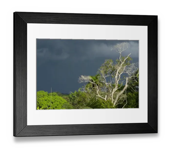Framed Print : Canopy Scenic, Yasuni National Park, Amazon Rainforest, ECUADOR. South America Framed Print : Canopy Scenic, Yasuni National Park, Amazon Rainforest, ECUADOR. South America