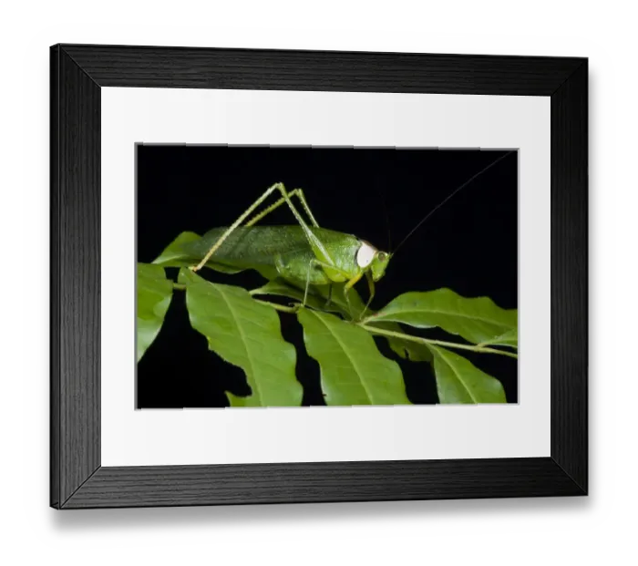 Framed Print : Collared Katydid (Euceraia sp. ), Yasuni National Park, Amazon Rainforest, ECUADOR Framed Print : Collared Katydid (Euceraia sp. ), Yasuni National Park, Amazon Rainforest, ECUADOR