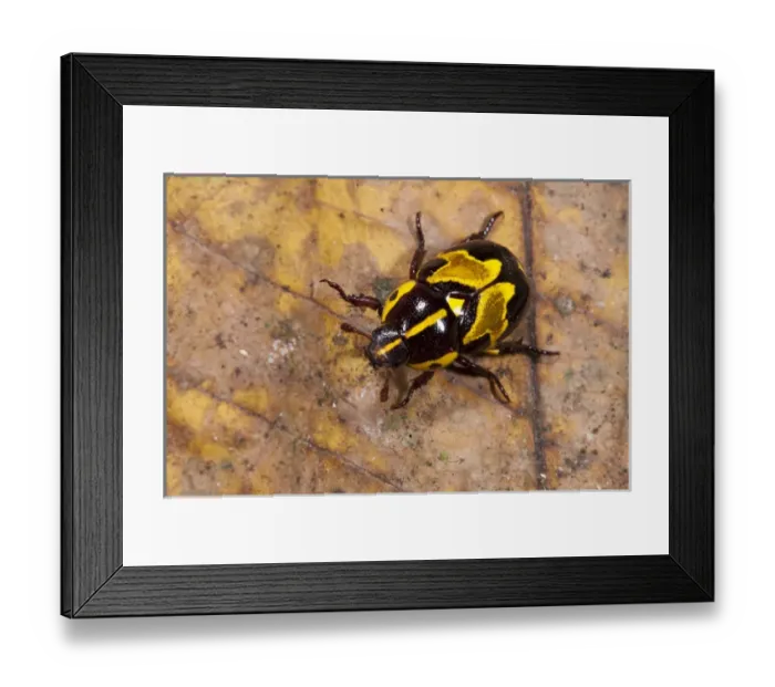 Framed Print : Ornate Beetle (Coleoptera), Yasuni National Park, Amazon Rainforest, ECUADOR