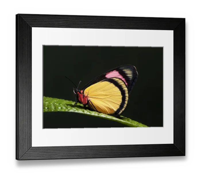 Framed Print : Painted Beauty Butterfly (Batesia hypochlora), Yasuni National Park, Amazon Rainforest, ECUADOR