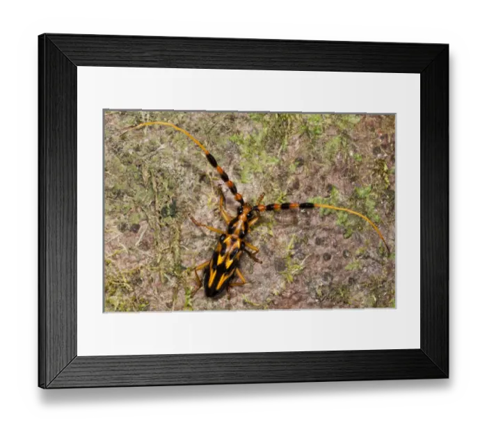Framed Print : Orange & Black Long-horned Beetle (Batus barbicornis), Yasuni National Park, Amazon Rainforest
