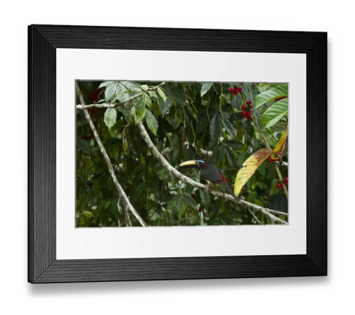 Framed Print : Lettered Aracari (Pteroglossus inscriptus), Yasuni National Park, Amazon Rainforest, ECUADOR