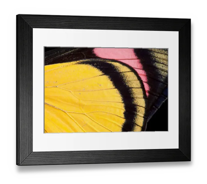 Framed Print : Painted Beauty Butterfly (Batesia hypochlora), Yasuni National Park, Amazon Rainforest, ECUADOR Framed Print : Painted Beauty Butterfly (Batesia hypochlora), Yasuni National Park, Amazon Rainforest, ECUADOR