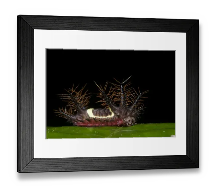 Framed Print : Saddleback Moth Caterpillar (Acharia sp. fam. Limacodidae), Yasuni National Park Framed Print : Saddleback Moth Caterpillar (Acharia sp. fam. Limacodidae), Yasuni National Park