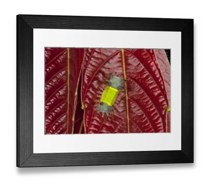 Framed Print : Saddleback Moth Caterpillar (Limacodidae), Yasuni National Park, Amazon Rainforest, ECUADOR