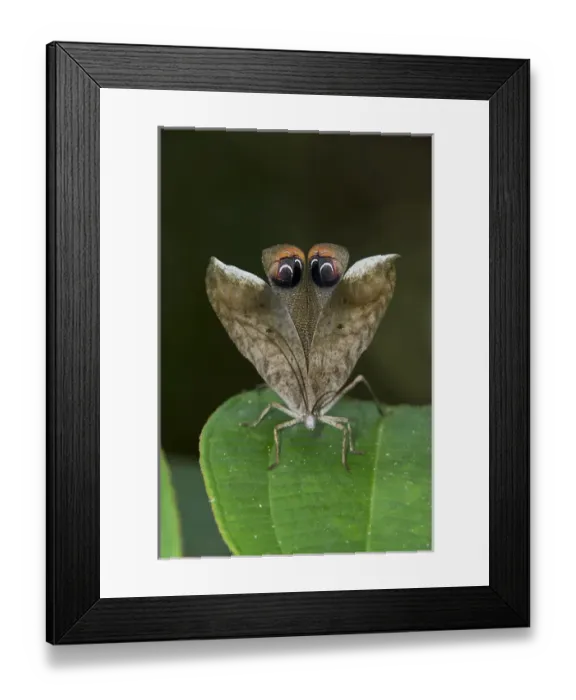 Framed Print : Peacock Katydid (Pterochroza sp. ) wing eye-spot, Yasuni National Park, Amazon Rainforest, ECUADOR Framed Print : Peacock Katydid (Pterochroza sp. ) wing eye-spot, Yasuni National Park, Amazon Rainforest, ECUADOR