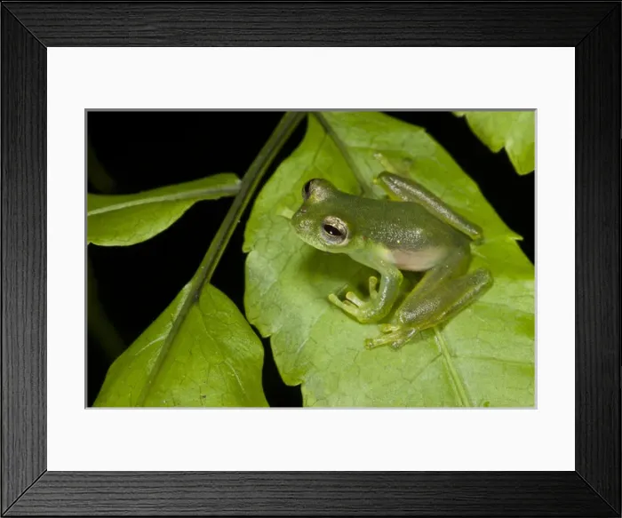 Framed Print : Santa Cecilia Glass Frog (Cochranella midas), Yasuni National Park, Amazon Rainforest, ECUADOR Framed Print : Santa Cecilia Glass Frog (Cochranella midas), Yasuni National Park, Amazon Rainforest, ECUADOR